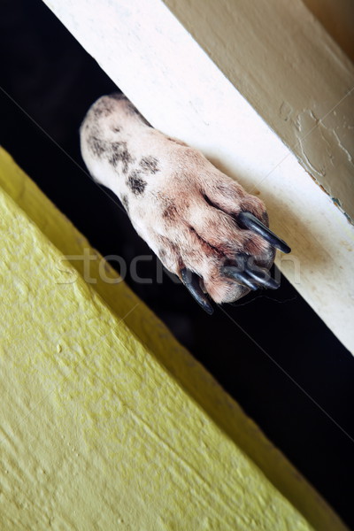 Captivité photo chien patte porte [[stock_photo]] © Novic