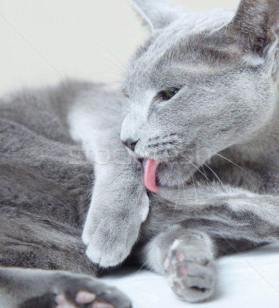 ストックフォト: ロシア · 青 · 猫 · 洗浄 · 毛皮