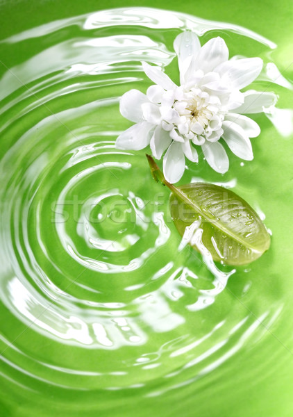 Natură floare frunze verde lichid Imagine de stoc © Novic
