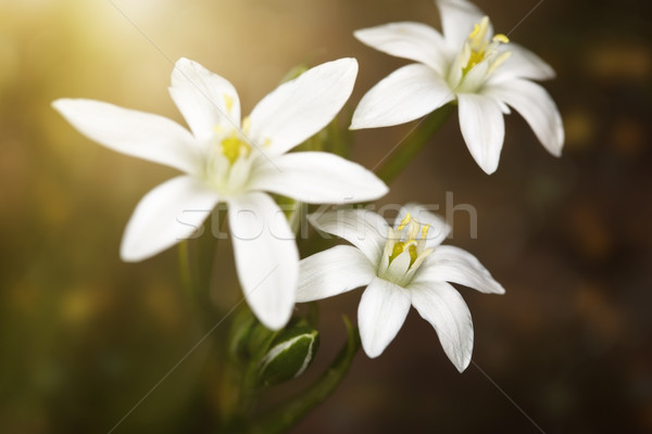 Kwiaty lata ogród Fotografia naturalne światło Zdjęcia stock © Novic