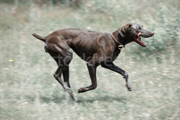Dirty dog running Stock photo © Novic