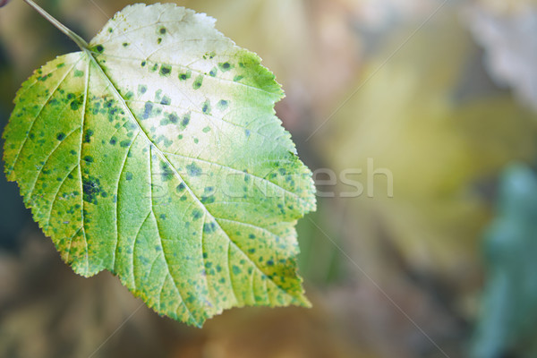 Automne vue feuille résumé fond [[stock_photo]] © Novic