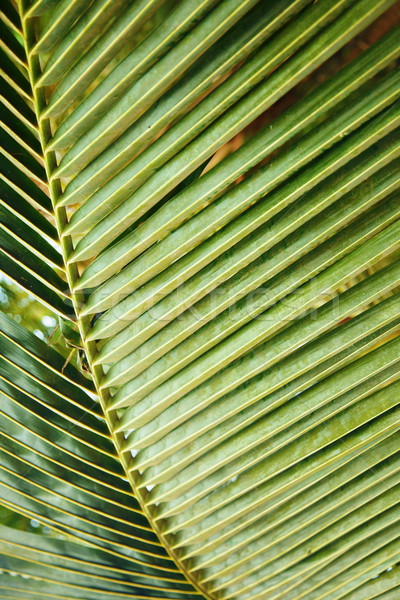 Palm leaf Stock photo © Novic