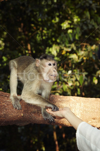 Stock photo: Contact with monkey