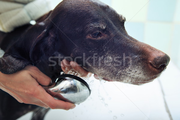 Washing of the dog Stock photo © Novic