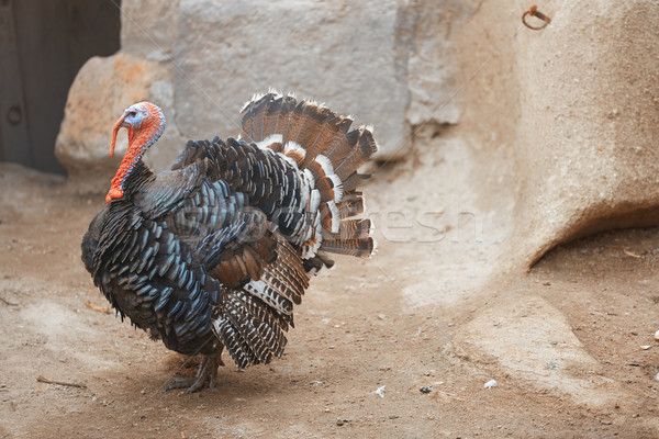 Turkey cock Stock photo © Novic