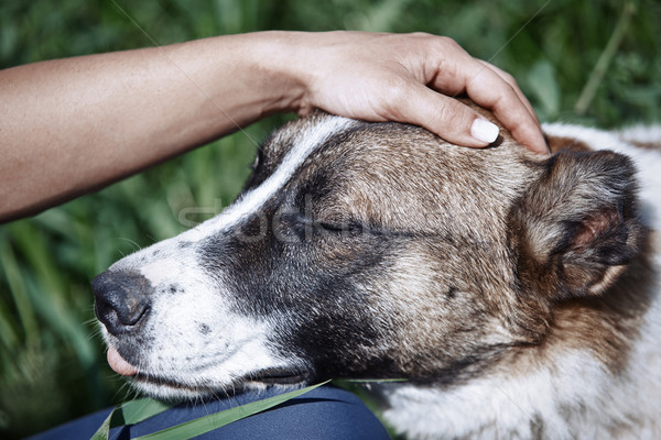 Human pampering dog Stock photo © Novic