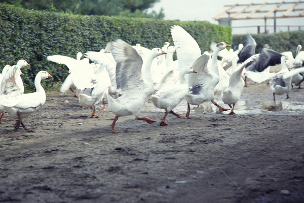 Geese running Stock photo © Novic