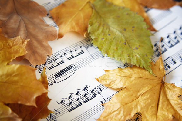 Sonbahar müzik levha sonbahar yaprakları görmek Stok fotoğraf © Novic