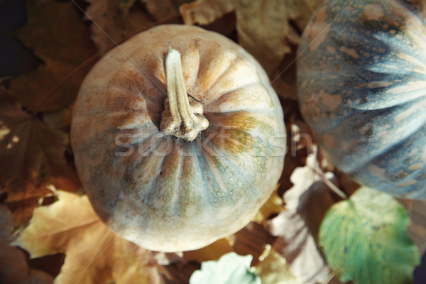 Sonbahar halloween sonbahar yaprakları yatay fotoğraf Stok fotoğraf © Novic