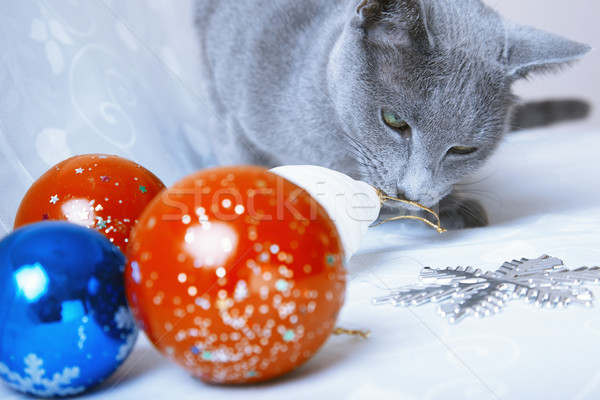 Noel zaman kedi bakıyor dekorasyon Stok fotoğraf © Novic