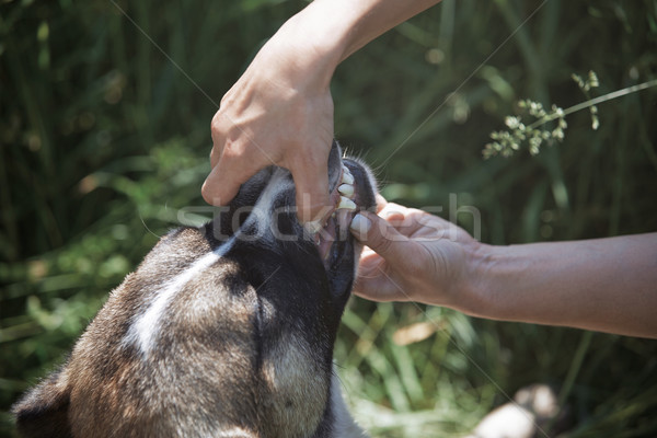 Emberi megvizsgál kutya fogak karok kéz Stock fotó © Novic