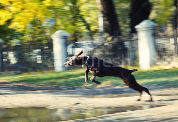 Jumping dog Stock photo © Novic