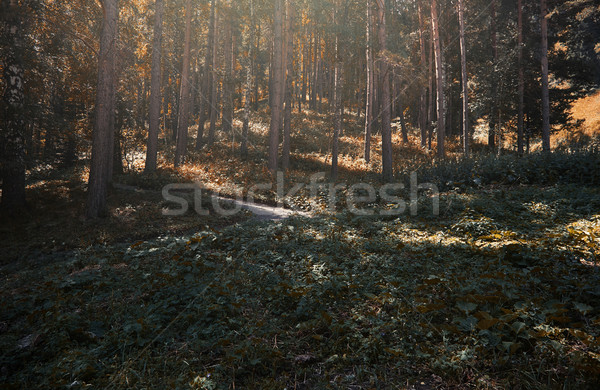 Pinewood forest Stock photo © Novic