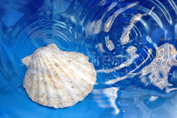 Stock fotó: Kagyló · víz · közelkép · fotó · kagyló · kék