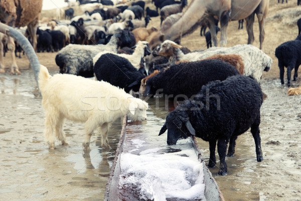 Watering place Stock photo © Novic