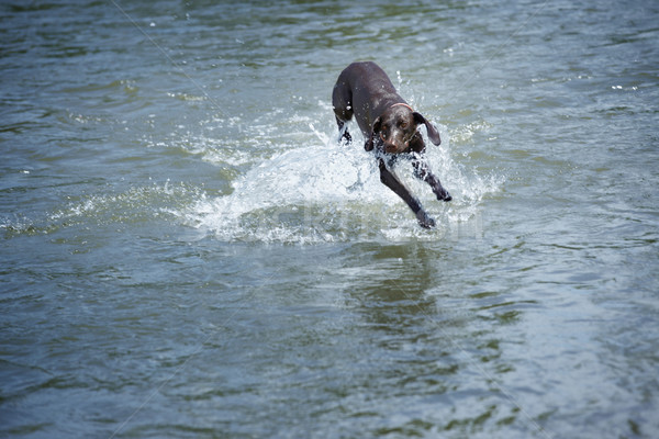 Dog in the water Stock photo © Novic