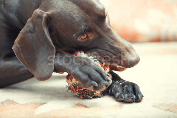 Dog and ball Stock photo © Novic