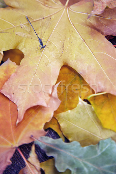 Dragonfly in autumn Stock photo © Novic