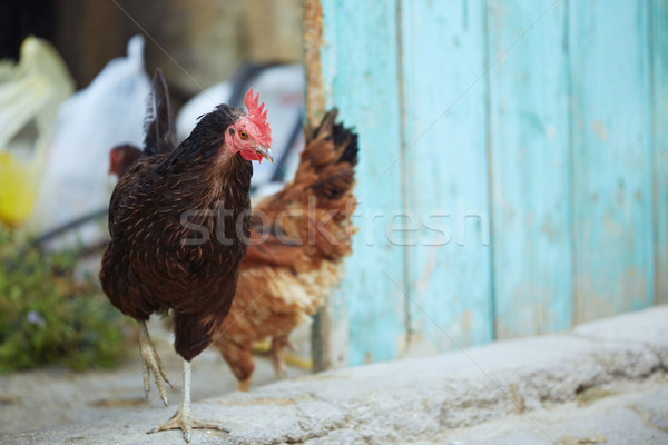 Rooster and hen Stock photo © Novic