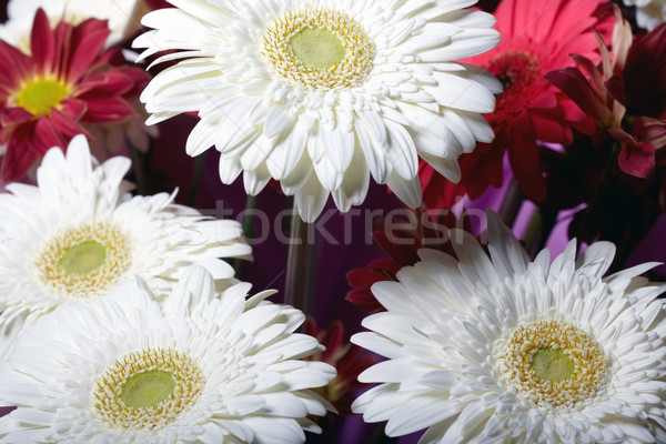 Chrysanthemum flowers Stock photo © Novic