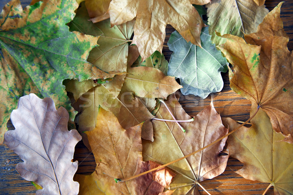 Automne vue érable chêne [[stock_photo]] © Novic