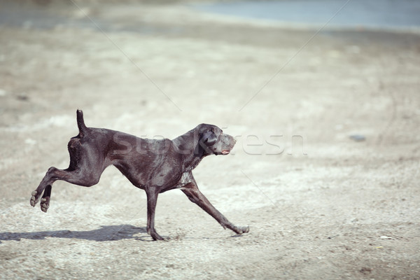 Dog running Stock photo © Novic