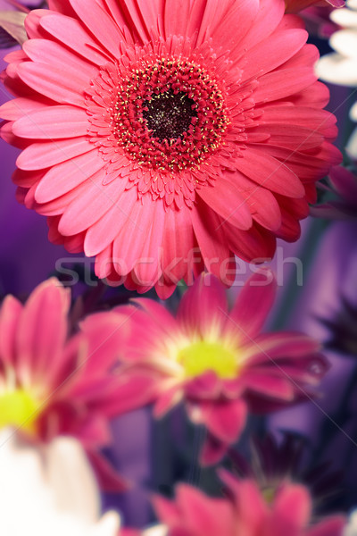 Chrysanthemum Stock photo © Novic