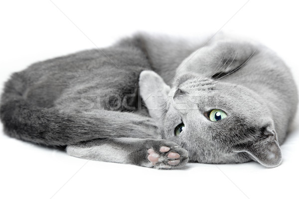 Russian blue cat Stock photo © Novic