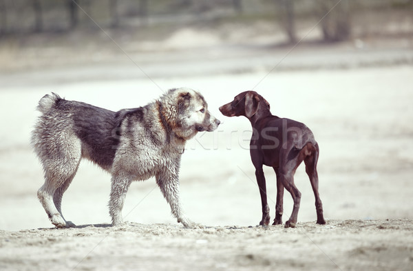 Dogs Stock photo © Novic