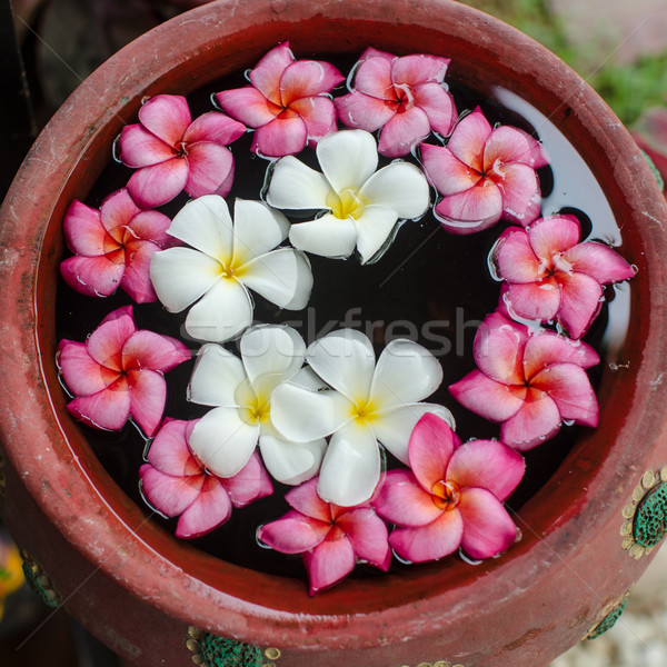 Frangipani flowers on water. Stock photo © nuiiko