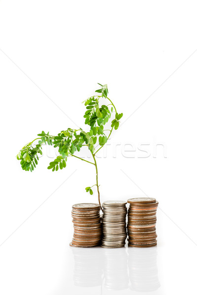 Young plant growing from coins Stock photo © nuiiko