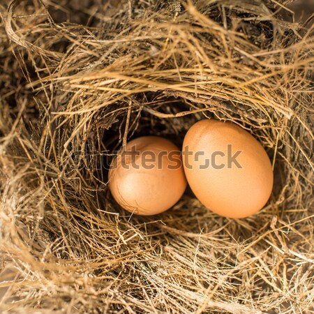 Egg in bird nest, natural light. Stock photo © nuiiko