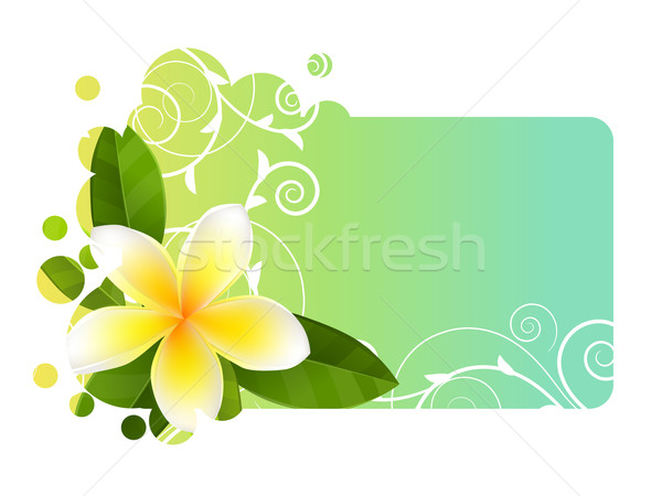 Tropic banner with frangipani Stock photo © nurrka