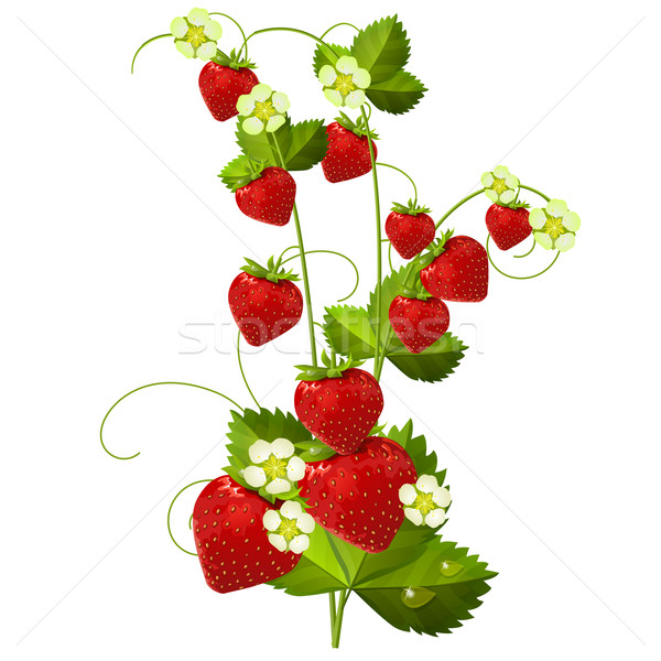 Strawberry isolated on white background Stock photo © nurrka
