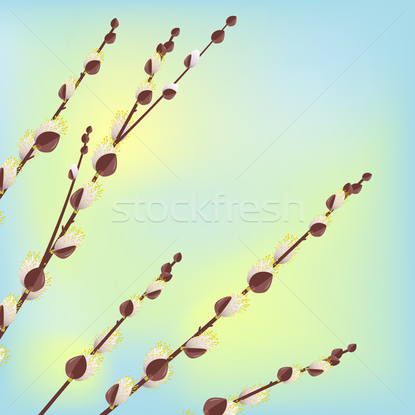 Pussy willow branches Stock photo © nurrka