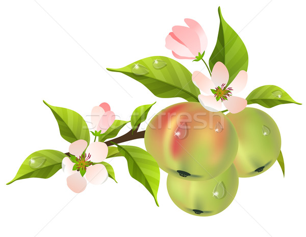 Melo ramo fiorire fresche verde mele Foto d'archivio © nurrka