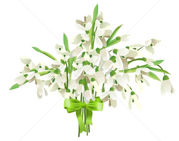 Snowdrop bunch Stock photo © nurrka