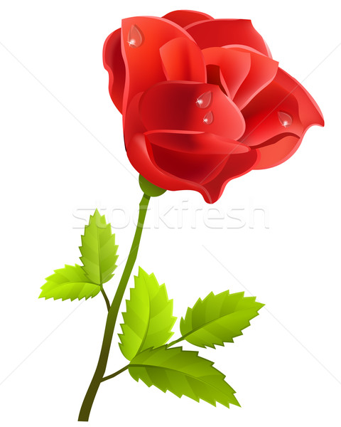 Red rose isolated Stock photo © nurrka