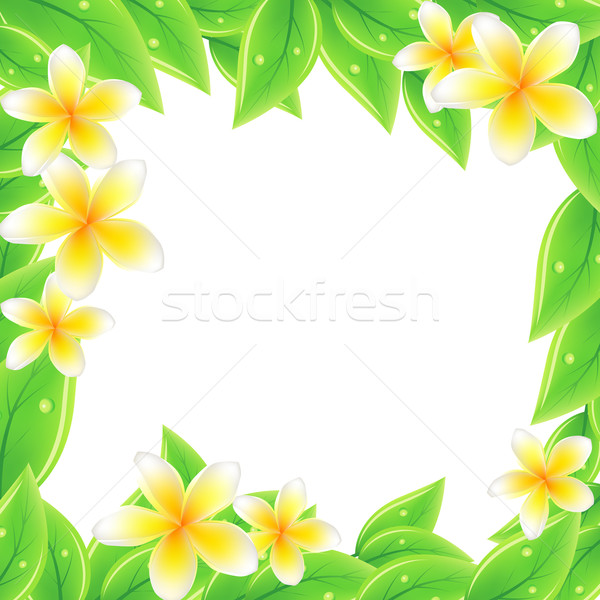 Cadre feuilles vertes fraîches fleurs blanches printemps nature [[stock_photo]] © nurrka
