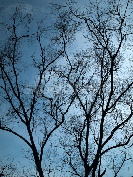 Voll Silhouette trocken Baum blauer Himmel Wolke Stock foto © nuttakit