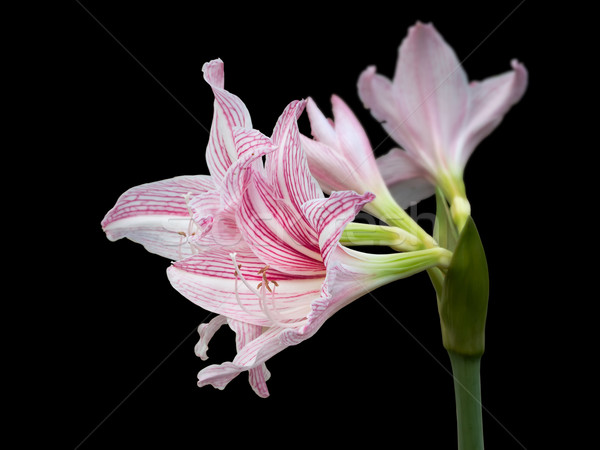 Pink Star Lily Stock photo © nuttakit