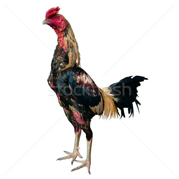 Thai Fighting Cock Stand Front on White Background Stock photo © nuttakit