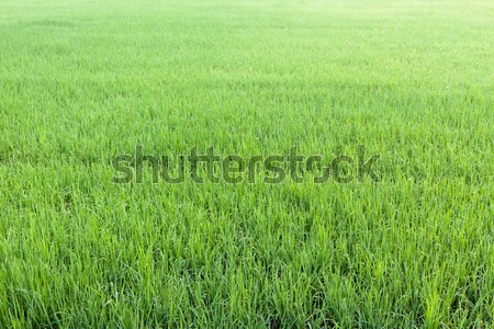 Field green rice Stock photo © nuttakit