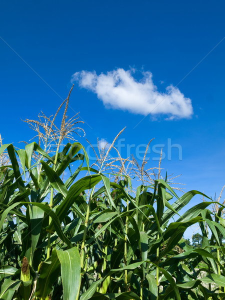 Corn of the cob is growing Stock photo © nuttakit