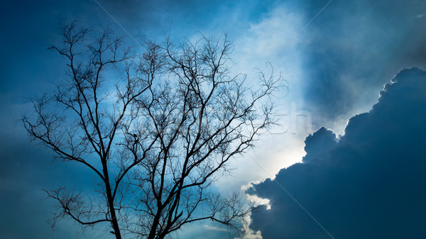 Silhouette trocken Baum blauer Himmel Wolke Frühling Stock foto © nuttakit