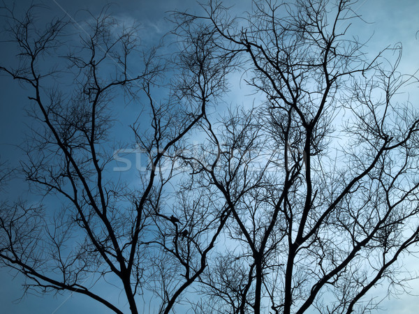 Plein silhouette sécher arbre horizontal ciel bleu [[stock_photo]] © nuttakit