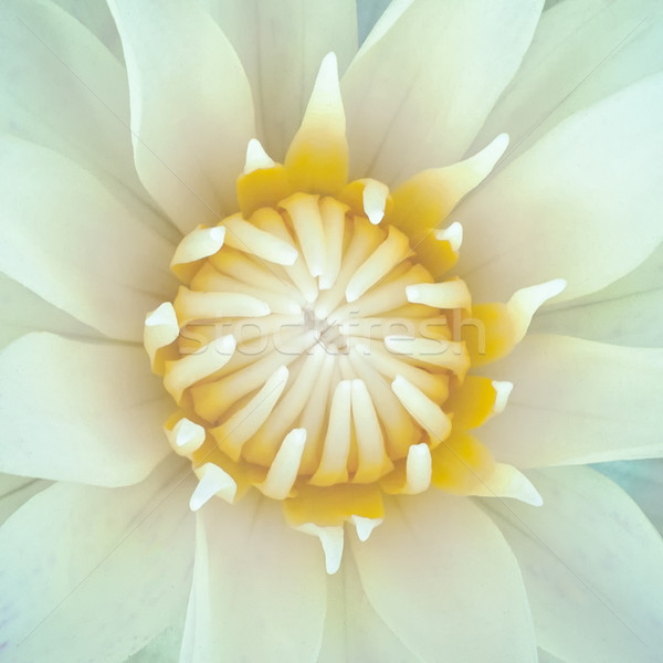 Fehér lótusz citromsárga virágpor felső kilátás Stock fotó © nuttakit