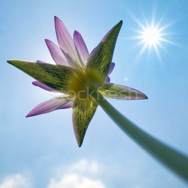 Roze lotus zon lichtblauw hemel natuur Stockfoto © nuttakit