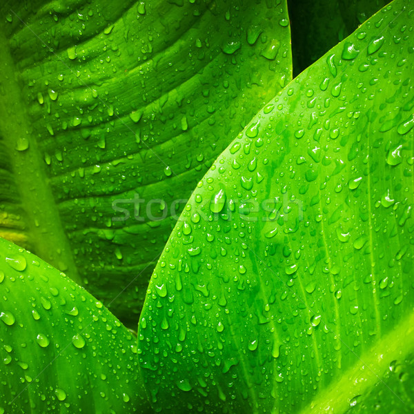 Stock photo: water drop on  leaves